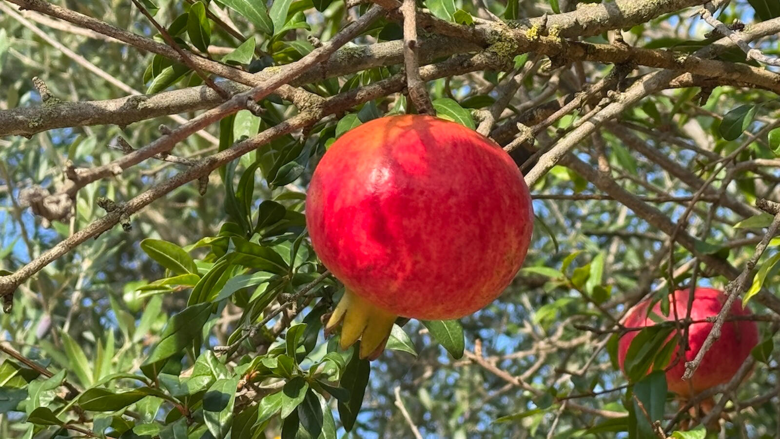 Jardín donde podrá disfrutar de fruta de temporada: granada, limón, naranja, mandarina, manzana y níspero Jardín donde podrá disfrutar de fruta de temporada: granada, limón, naranja, mandarina, manzana y níspero